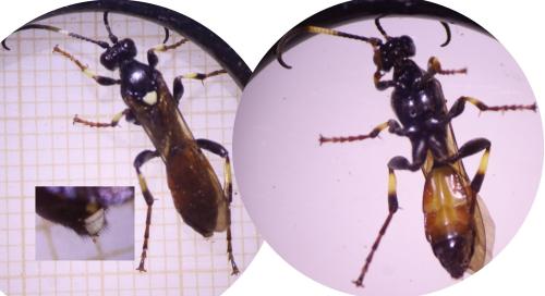 Réf. 317 945 : Ichneumon molitorius